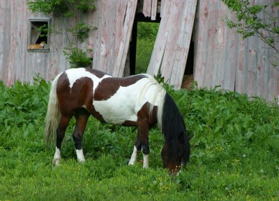 Horse and barn cat