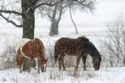Horses in the snow II