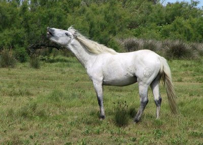 Horses31-img_9568-b_std.jpg