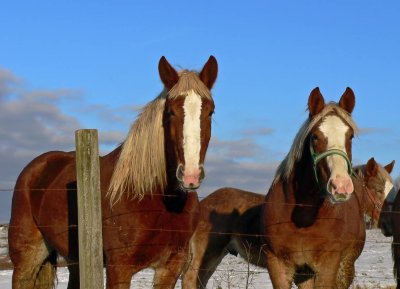 Horses33-p1000448-nrni_std.jpg