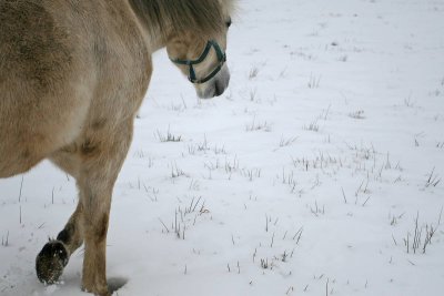 Horses35-img_3144_std.jpg