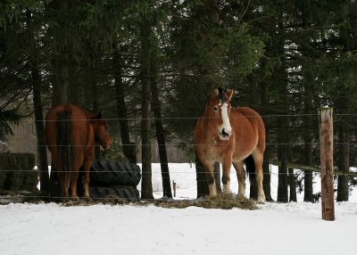 Horses36-img_3167_std.jpg