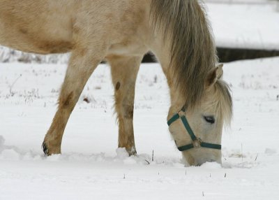 Horses37-img_9379.jpg