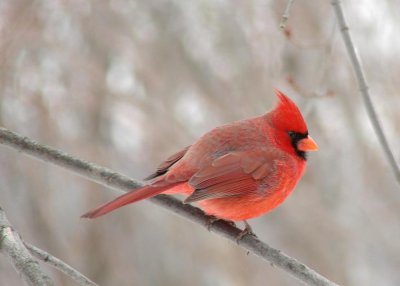 Male Cardinal