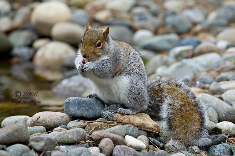 Eastern Gray Squirrel