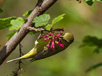 Orange-crowned Warbler