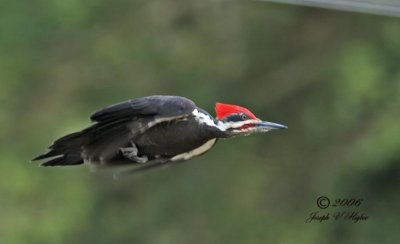 Pileated Woodpecker