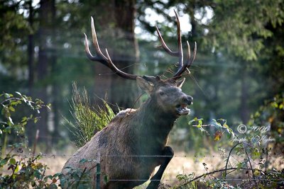 Elk