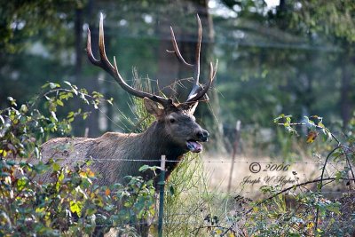 Elk