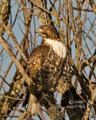 Red-tailed Hawk