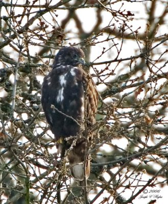 Harlan's  Red-tailed Hawk