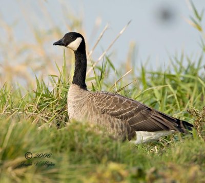 Tavener's Cackling Goose