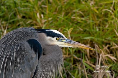 Great blue Heron