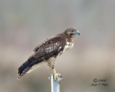 Red-tailed Hawk