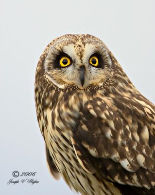 Short-eared Owl