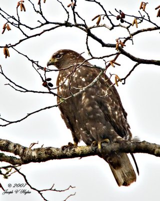 'Harlan's' Red-tailed Hawk