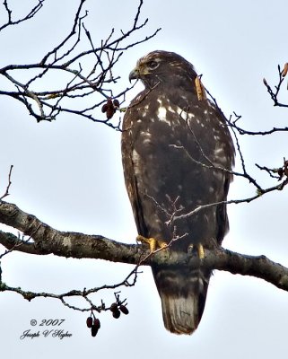 'Harlan's' Red-tailed Hawk