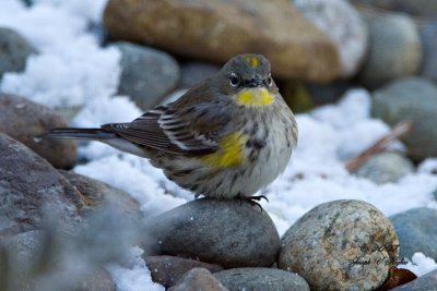 Yellow-rumped 'Audubon's' Warbler