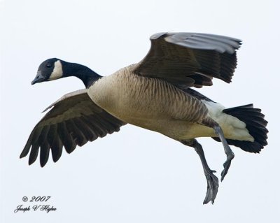 Cackling Goose