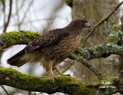 Red-tailed Hawk