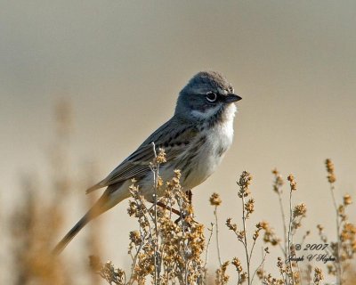 Sage Sparrow