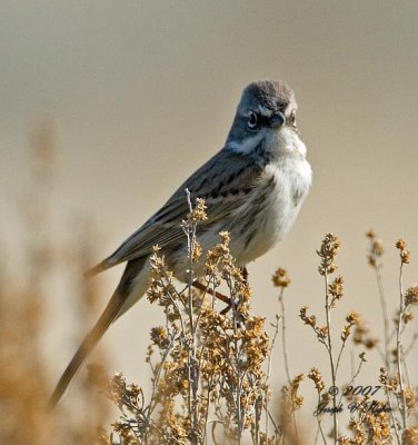 Sage Sparrow