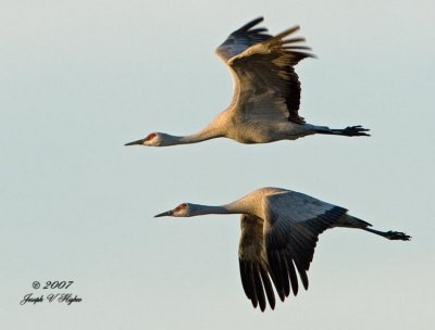 Sandhill Crane