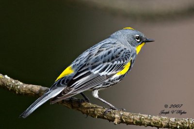 Yellow-rumped 'Audubon's' Warbler