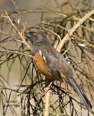 Spotted Towhee female