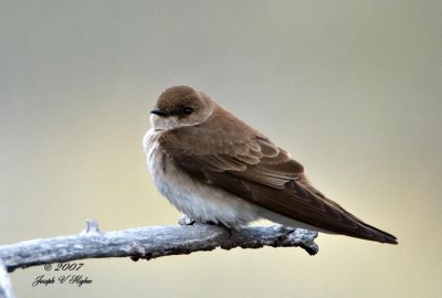 Northern Rough-winged Swallow