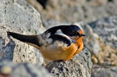 Barn Swallow (I think)