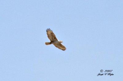 Ferruginous Hawk