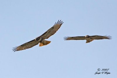 Red-tailed Hawk pair