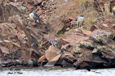 Black-crowned Night Heron