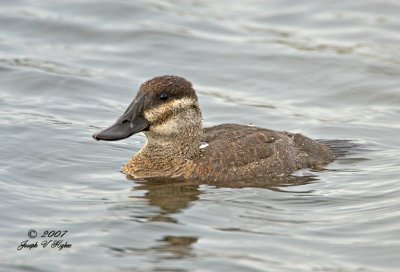 Ruddy Duck female