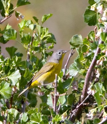 Nashville Warbler