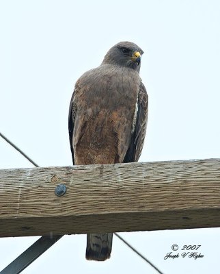 Swainson's Hawk