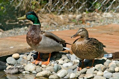 Mallard pair