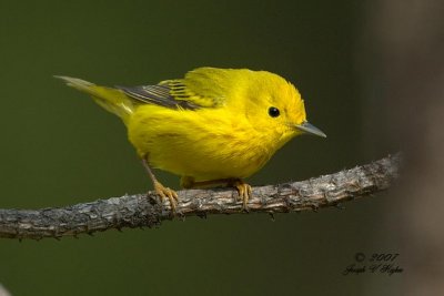 Yellow Warbler