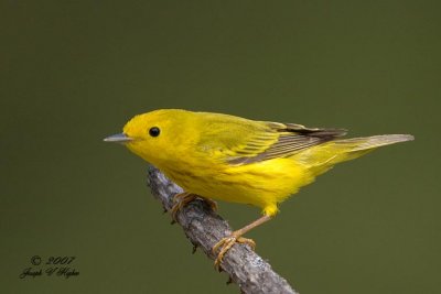 Yellow Warbler