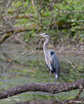 Great Blue Heron