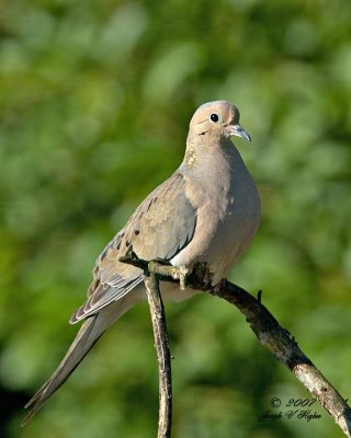 Mourning Dove