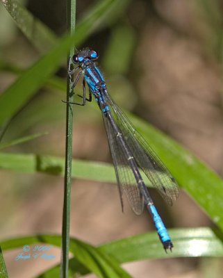 Ischnura erratica