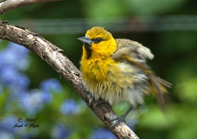 Bullock's Oriole