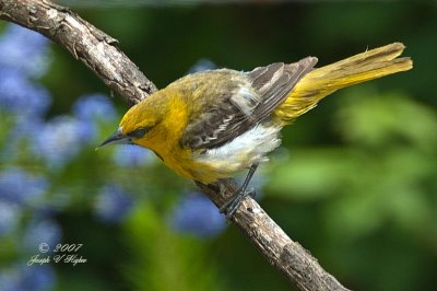 Bullock's Oriole