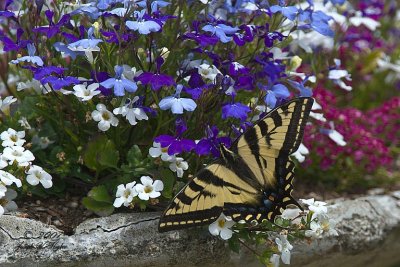 4177 Western Tiger Swallowtail (Papilio rutulus)