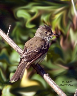 Flycatchers and Vireo