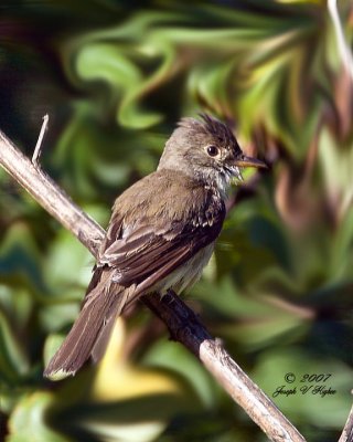 ? Flycatcher