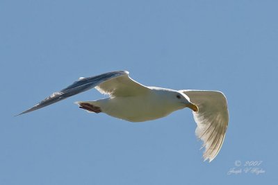 Unidentified Gull