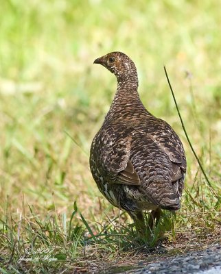 Sooty Grouse female